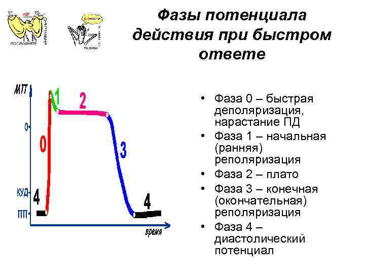 Потенциал действия схема