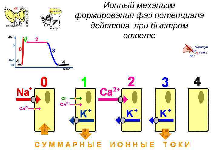 Ионный механизм формирования фаз потенциала действия при быстром ответе 