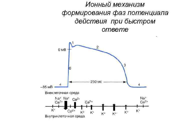 Потенциал действия физиология презентация