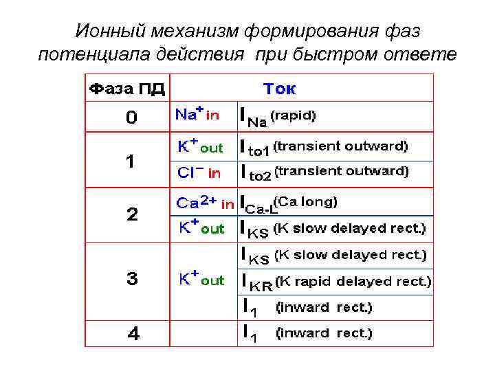 Ионный механизм формирования фаз потенциала действия при быстром ответе 