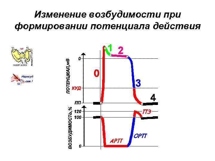 Фазы потенциала действия фазы изменения возбудимости. Изменение возбудимости. Изменение возбудимости ткани при возбуждении. Фазы изменения возбудимости. График изменения возбудимости.