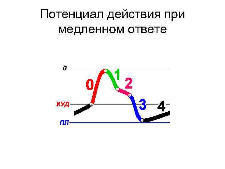 Потенциалом действия обладают. Потенциал действия клеток с медленным ответом. Потенциал действия при быстром ответе. Потенциал действия при лидокаине. Пд км при медленном ответе.