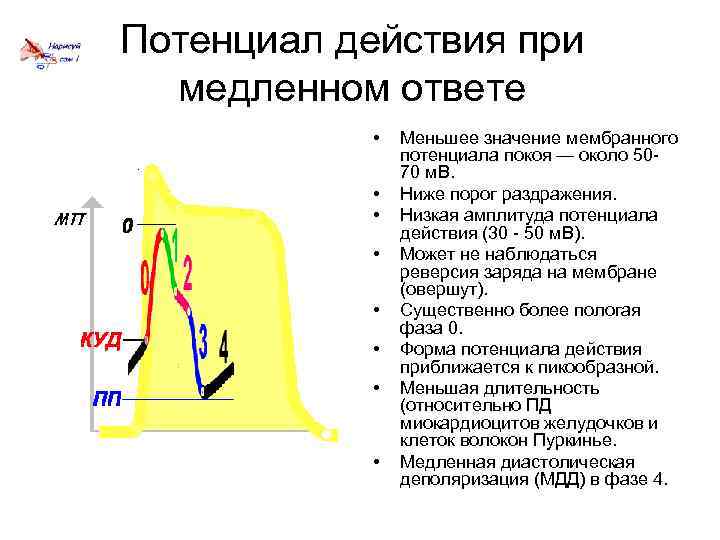 Электрофизиология сердца презентация