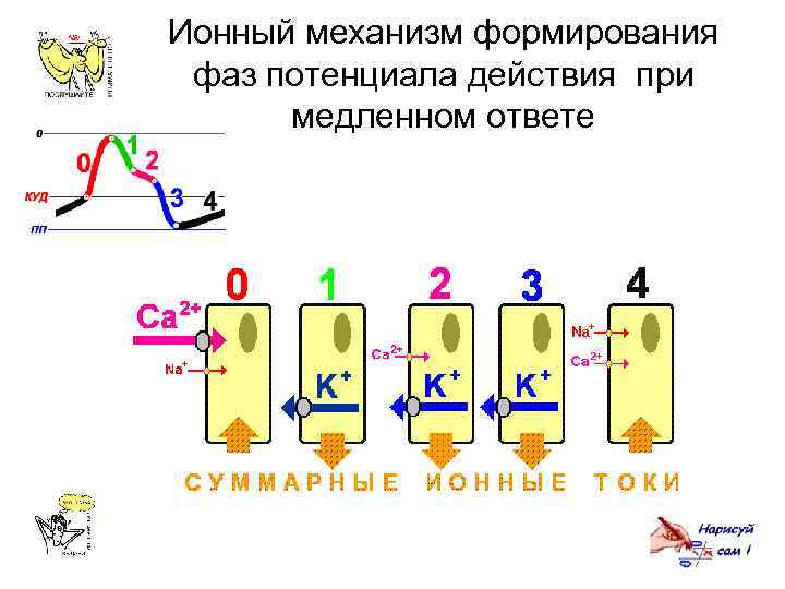 Ионный механизм формирования фаз потенциала действия при медленном ответе 
