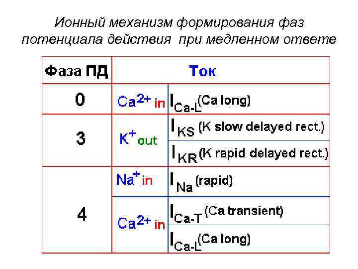 Ионный механизм формирования фаз потенциала действия при медленном ответе 