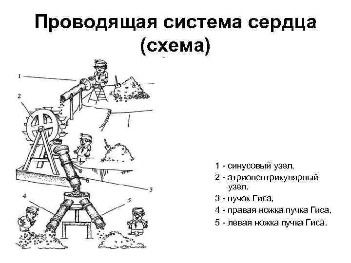 Проводящая система сердца (схема) 1 - синусовый узел, 2 - атриовентрикулярный узел, 3 -