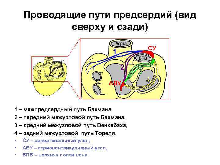 Проводящие пути предсердий (вид сверху и сзади) 1 – межпредсердный путь Бахмана, 2 –