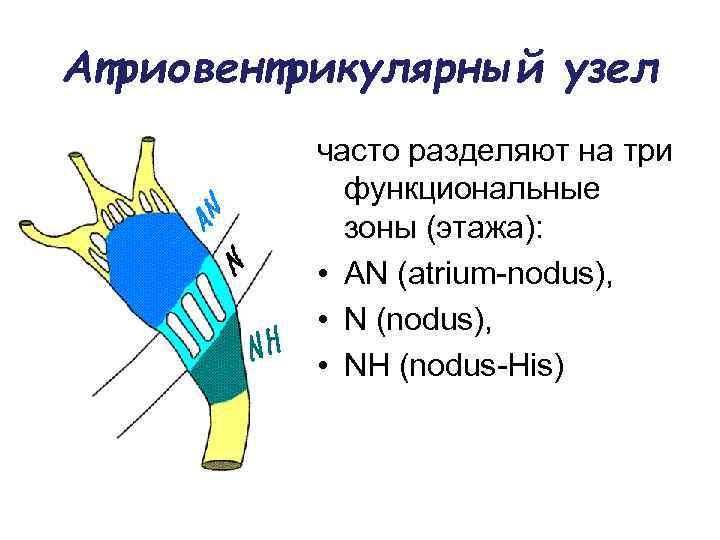 Атриовентрикулярный узел часто разделяют на три функциональные зоны (этажа): • AN (atrium-nodus), • N