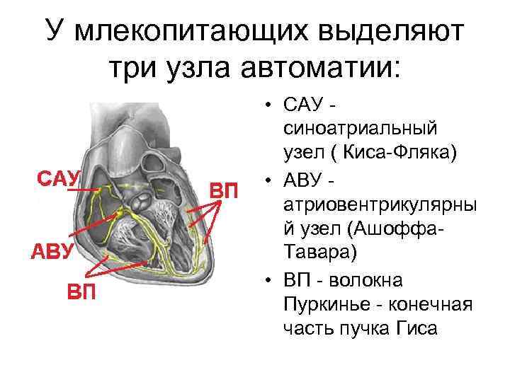 Проводящая система сердца механизм автоматии сердца презентация