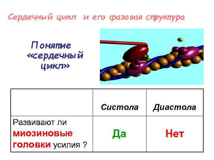 Сердечный цикл и его фазовая структура Понятие «сердечный цикл» Систола Диастола Да Нет Развивают