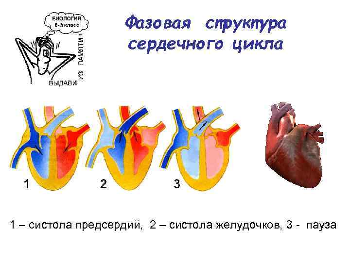 Каковы функции клапанов в фазе систолы предсердий. Систола желудочков. Фазовая структура сердечного цикла. Сердечный цикл.