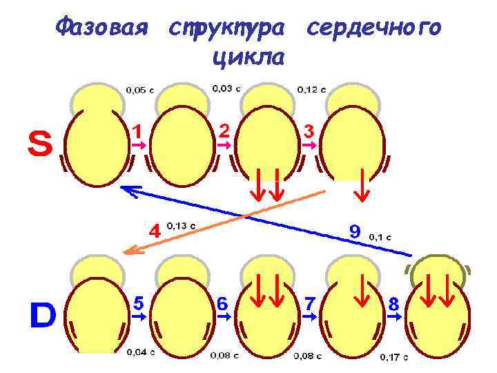 Фазовая структура сердечного цикла 