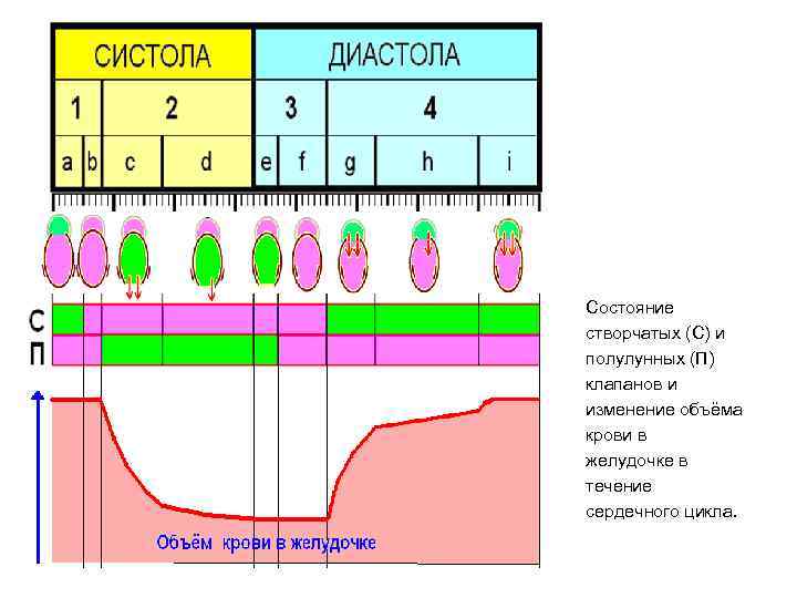 Состояние створчатых (С) и полулунных (П) клапанов и изменение объёма крови в желудочке в