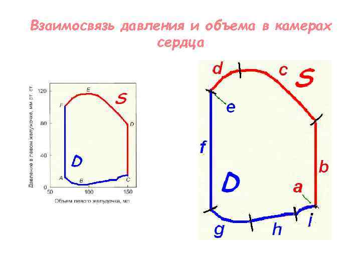 Взаимосвязь давления и объема в камерах сердца 