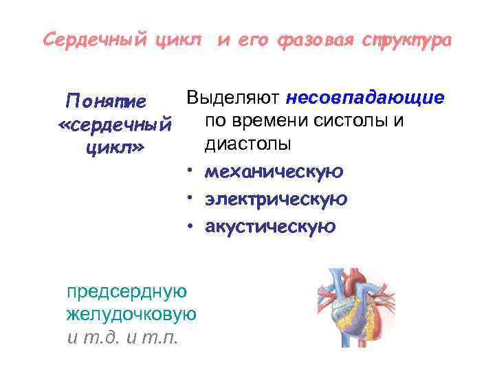Сердечный цикл и его фазовая структура Выделяют несовпадающие Понятие по времени систолы и «сердечный