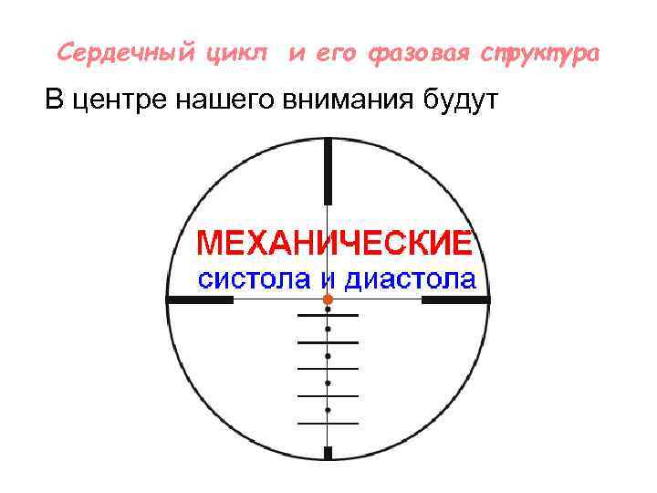 Сердечный цикл и его фазовая структура В центре нашего внимания будут 