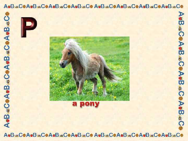a pony 