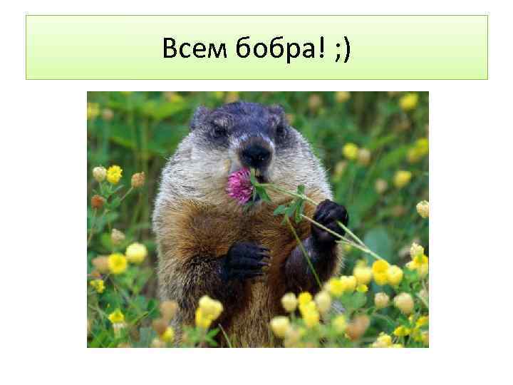 Всем бобра! ; ) 