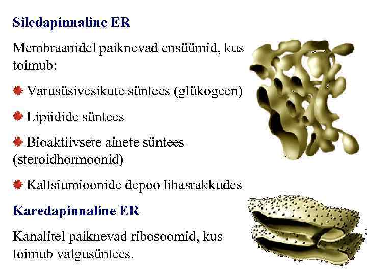 Siledapinnaline ER Membraanidel paiknevad ensüümid, kus toimub: Varusüsivesikute süntees (glükogeen) Lipiidide süntees Bioaktiivsete ainete