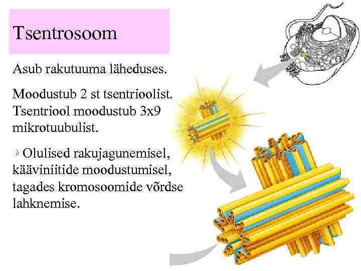 Tsentrosoom Asub rakutuuma läheduses. Moodustub 2 st tsentrioolist. Tsentriool moodustub 3 x 9 mikrotuubulist.