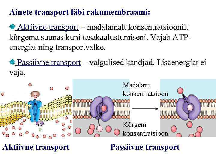 Ainete transport läbi rakumembraami: Aktiivne transport – madalamalt konsentratsioonilt kõrgema suunas kuni tasakaalustumiseni. Vajab