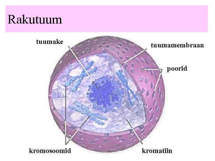 Rakutuumake tuumamembraan poorid kromosoomid kromatiin 