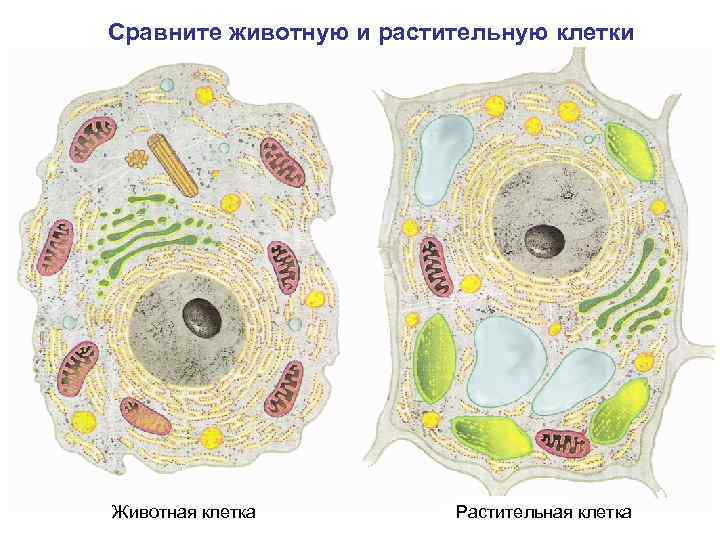 Сравните животную и растительную клетки Животная клетка Растительная клетка 