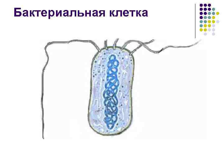 Бактериальная клетка 