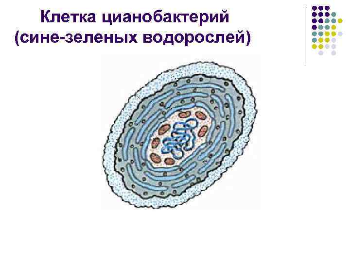 Клетка цианобактерий (сине-зеленых водорослей) 