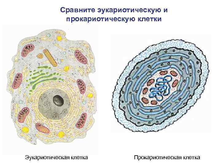 Сравните эукариотическую и прокариотическую клетки Эукариотическая клетка Прокариотическая клетка 