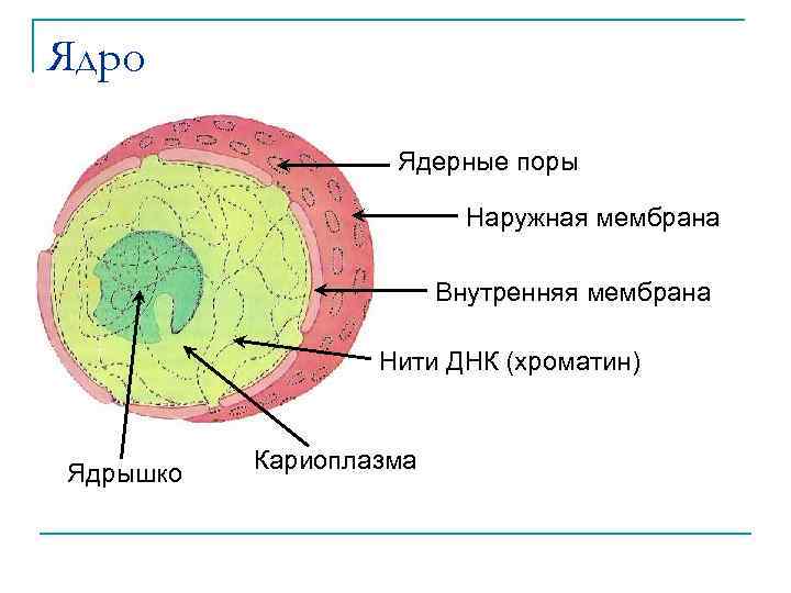 Ядро Ядерные поры Наружная мембрана Внутренняя мембрана Нити ДНК (хроматин) Ядрышко Кариоплазма 