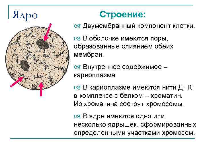 Ядро Строение: Двумембранный компонент клетки. В оболочке имеются поры, образованные слиянием обеих мембран. Внутреннее