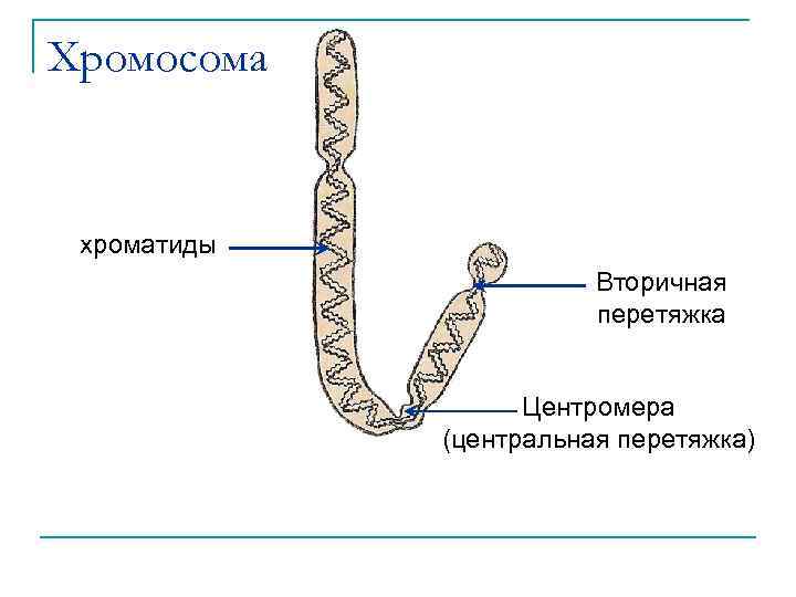 Хромосома хроматиды Вторичная перетяжка Центромера (центральная перетяжка) 