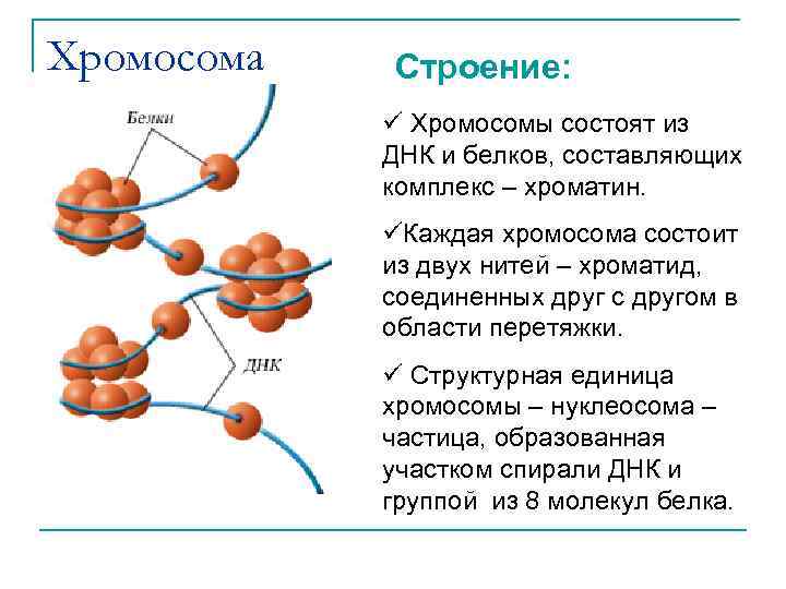 Хромосома Строение: ü Хромосомы состоят из ДНК и белков, составляющих комплекс – хроматин. üКаждая