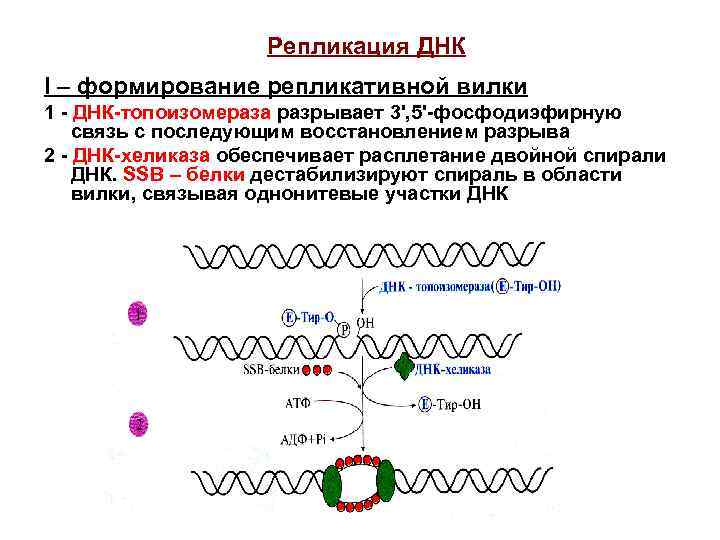 Ssb белок