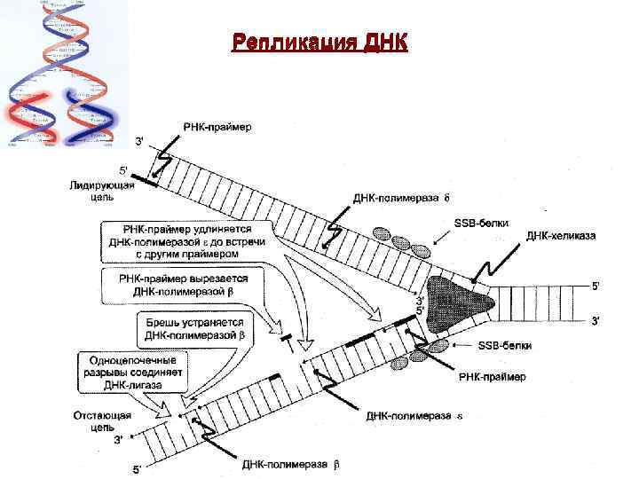 Репликация ДНК 