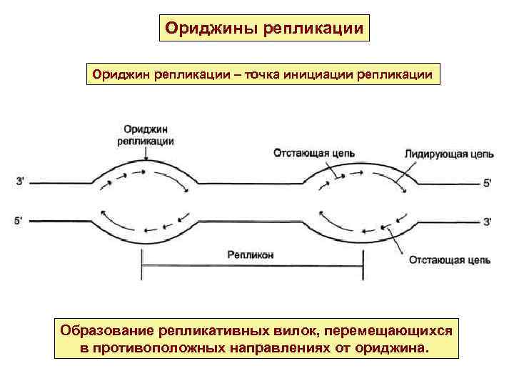 Ориджины репликации Ориджин репликации – точка инициации репликации Образование репликативных вилок, перемещающихся в противоположных