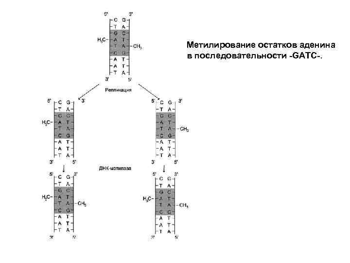 Метилирование остатков аденина в последовательности -GATC-. 