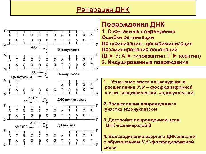 Репарация ДНК Повреждения ДНК 1. Спонтанные повреждения Ошибки репликации Депуринизация, депириминизация Дезаминирование оснований (Ц