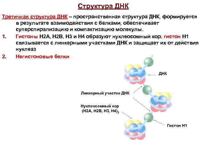 Третичная структура днк. Строение ДНК третичная структура. Молекула ДНК В третичной структуре. Строение ДНК биохимия третичная структура. Третичная структура ДНК, строение нуклеосом.