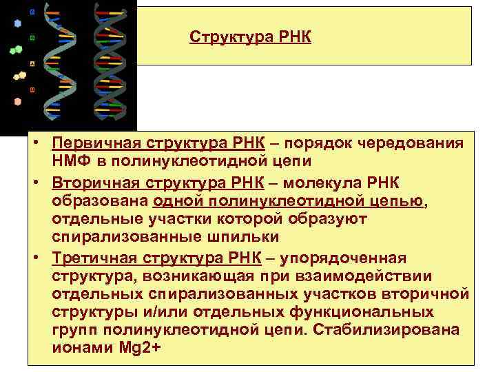 Структура РНК • Первичная структура РНК – порядок чередования НМФ в полинуклеотидной цепи •
