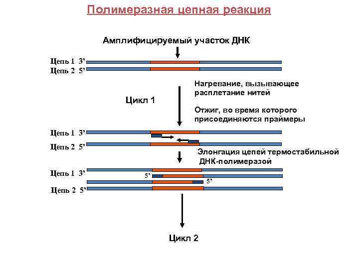 Схема полимеразной цепной реакции