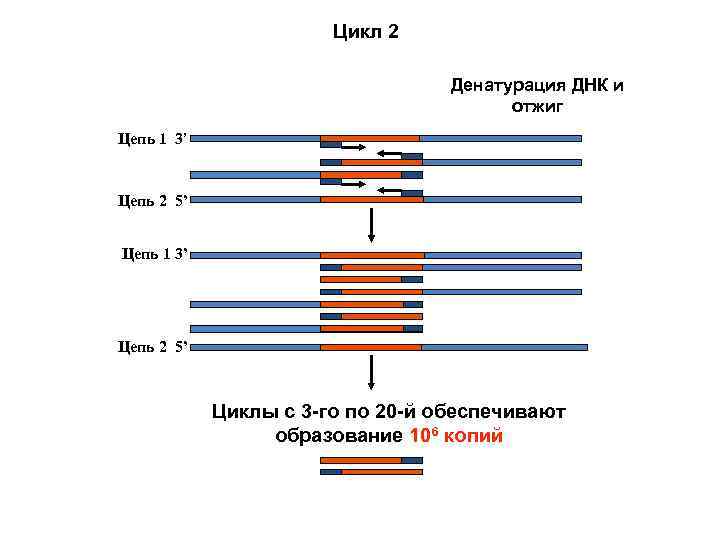 Цикл 2 Денатурация ДНК и отжиг Цепь 1 3’ Цепь 2 5’ Циклы с