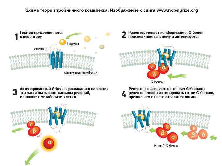 Схема теории тройничного комплекса. Изображение с сайта www. nobelprize. org 