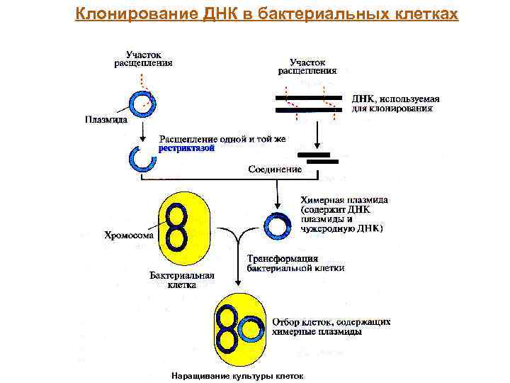 В клетках бактерий днк. Бактериальное клонирование схема. Схема клонирования генов. Схема клонирования ДНК В бактериальных клетках. Схема клонирования микроорганизмов.