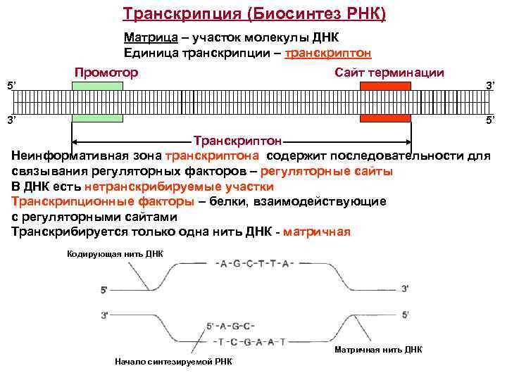 Биосинтез гена. Матричный Синтез РНК транскрипция. Транскриптон биохимия. Биосинтез оперон промотор. Транскрипция РНК схема.