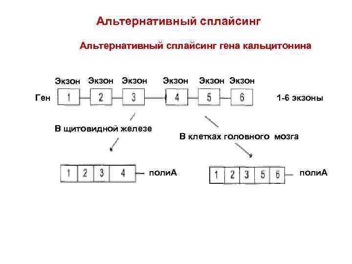 Альтернативный сплайсинг гена кальцитонина Экзон Ген Экзон 1 -6 экзоны В щитовидной железе поли.