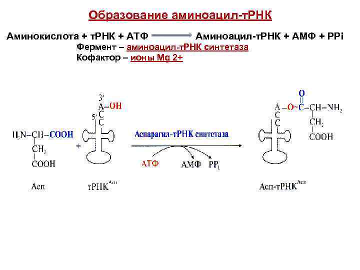Сколько рнк в аминокислоте