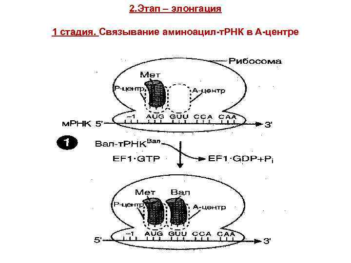 2. Этап – элонгация 1 стадия. Связывание аминоацил-т. РНК в А-центре 