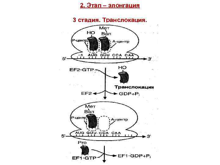 2. Этап – элонгация 3 стадия. Транслокация. 